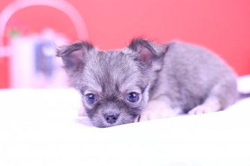チワワ(ロング)【愛知県・女の子・2019年6月18日・レッド】の写真「父JKCチャンピオン♡PRA安心」