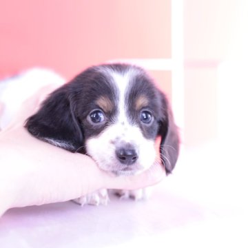 ミニチュアダックスフンド(ロング)【愛知県・男の子・2023年11月14日・ブラックタンパイボールド】の写真「希少カラー💗PRA安心💗」