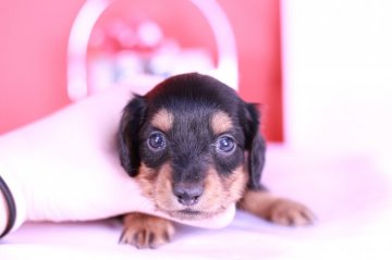 カニンヘンダックスフンド(ロング)【愛知県・男の子・2021年2月1日・ブラックタン】の写真「かわいー❤️」