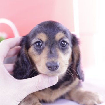 カニンヘンダックスフンド(ロング)【愛知県・女の子・2023年2月1日・ブラックタン】の写真「父JKCチャンピオン❤️PRA安心」