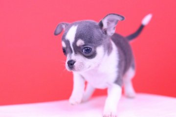 チワワ(スムース)【愛知県・男の子・2018年10月7日・ブルータン&ホワイト】の写真「かわいー❤️」