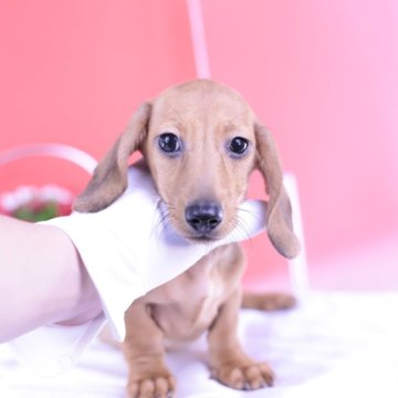 カニンヘンダックスフンド(スムース)【愛知県・男の子・2024年1月18日・シェーデッドレッド】の写真「父海外チャンピオンの子💗母2.7㎏」