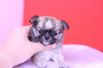 チワワ(ロング)【愛知県・男の子・2019年10月10日・レッド&ホワイト】の写真「可愛い💛PRA発症しません」