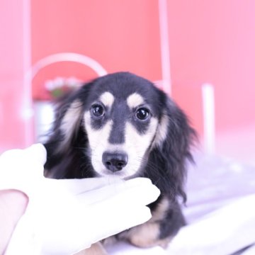 カニンヘンダックスフンド(ロング)【愛知県・男の子・2023年11月26日・ブラックイエロー】の写真「父極小2.5㎏💗母JKCチャンピオンの子」