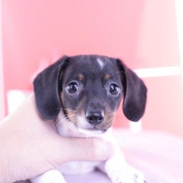 ミニチュアダックスフンド(スムース)【愛知県・女の子・2023年8月25日・ブラックタンパイボールド♡】の写真「希少カラー💗PRA安心💗」