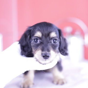 カニンヘンダックスフンド(ロング)【愛知県・女の子・2024年8月11日・ブラックイエロー♡】の写真「母2.1㎏💗ダックスアワード全国1位　11冠💗」