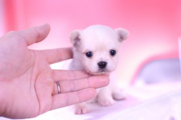 チワワ(ロング)【愛知県・男の子・2021年5月18日・クリーム&ホワイト】の写真「かわいー❤️PRA発症しません」