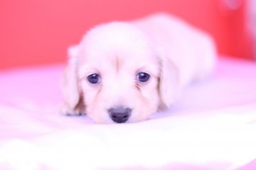 カニンヘンダックスフンド(ロング)【愛知県・女の子・2019年12月10日・イエロー】の写真「かわいー❤️PRA発症しません。」