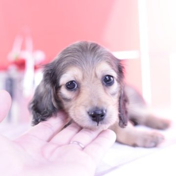 カニンヘンダックスフンド(ロング)【愛知県・女の子・2023年9月20日・シェーデッドイエロー】の写真「父JKCチャンピオン💗完全家庭犬仕様」