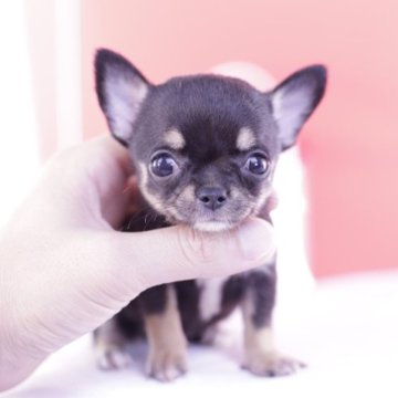 チワワ(スムース)【愛知県・女の子・2023年6月12日・ブラックタン】の写真「かわいー❤️PRAクリア」