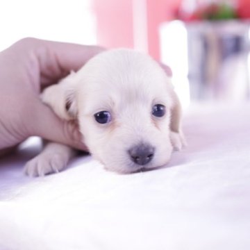 カニンヘンダックスフンド(ロング)【愛知県・女の子・2023年3月2日・イエロー】の写真「父JKCチャンピオン❤️母JKCチャンピオン直子」