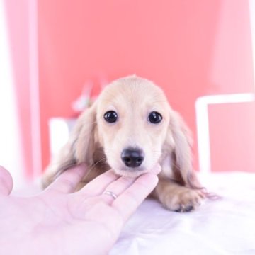 カニンヘンダックスフンド(ロング)【愛知県・女の子・2023年6月12日・シェーデッドイエロー】の写真「父JKCチャンピオン💗PRA安心」