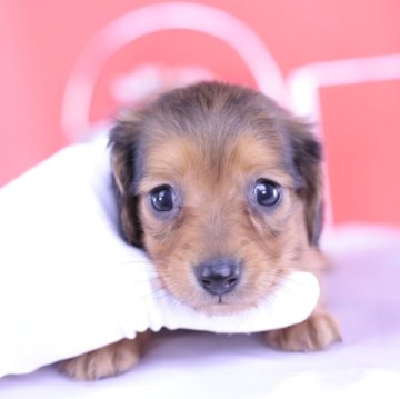 ミニチュアダックスフンド(ロング)【愛知県・女の子・2024年3月1日・シェーデッドレッド】の写真「父極小カニヘン2.5㎏＆JKCチャンピオン直子💗」