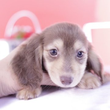 カニンヘンダックスフンド(ロング)【愛知県・女の子・2023年5月16日・チョコイエロー】の写真「父JKCチャンピオン❤️PRA安心」