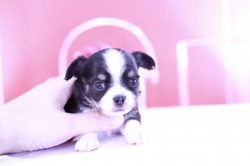チワワ(ロング)【愛知県・男の子・2021年9月27日・ブラックタン&ホワイト】の写真「かわいー❤️PRA発症しません」