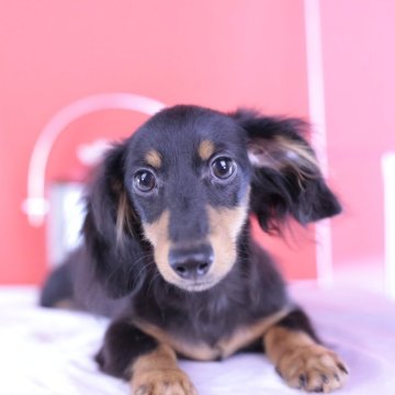 カニンヘンダックスフンド(ロング)【愛知県・男の子・2024年3月7日・ブラックタン】の写真「💗ダックス部門アワード全国NO.1💗」