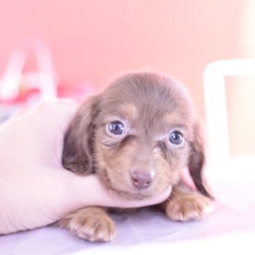 カニンヘンダックスフンド(ロング)【愛知県・女の子・2023年7月31日・チョコイエロー】の写真「父JKCチャンピオン💗超絶美少女」