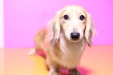 カニンヘンダックスフンド(ロング)【・男の子・2018年5月1日・イエロー】