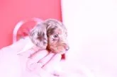 ミニチュアダックスフンド(ロング)【愛知県・男の子・2021年1月24日・チョコダップルパイボールド】の写真4