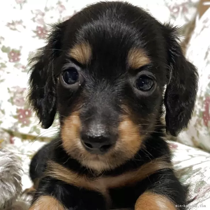 ID:2509-00475の子犬