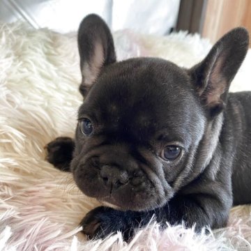 フレンチブルドッグ【広島県・男の子・2025年10月15日・ブリンドル】の写真「ムチころおっとりボーイ」