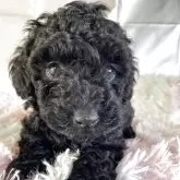 タイニープードル【広島県・男の子・2025年10月12日・ブラック】の写真4