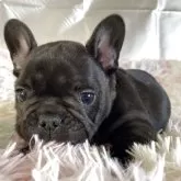 フレンチブルドッグ【広島県・男の子・2025年10月15日・ブリンドル】の写真5