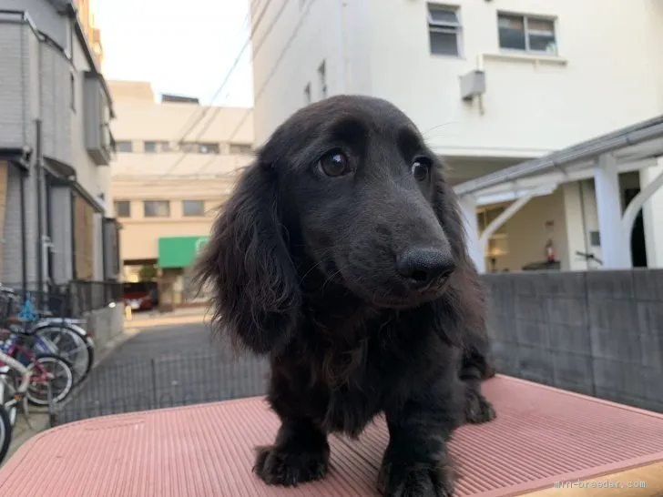 ID：1908-03505の子犬