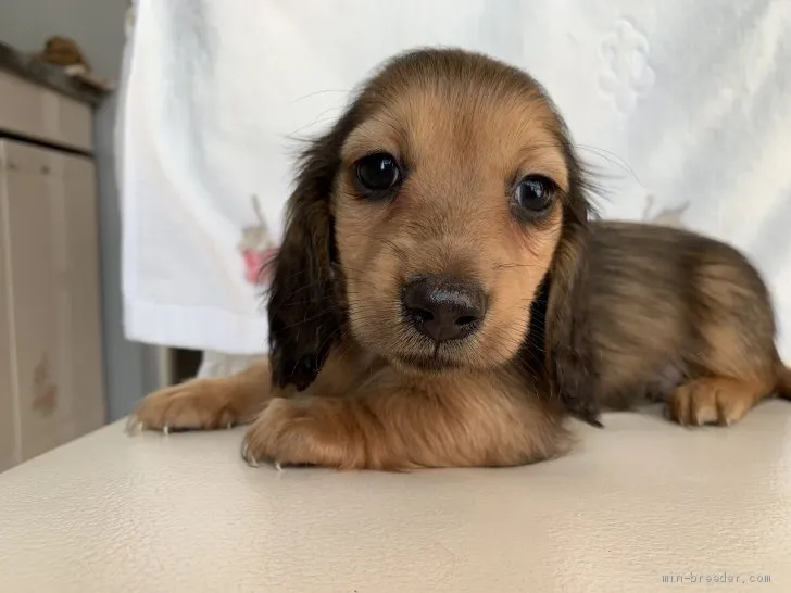 ID：1911-01775の子犬
