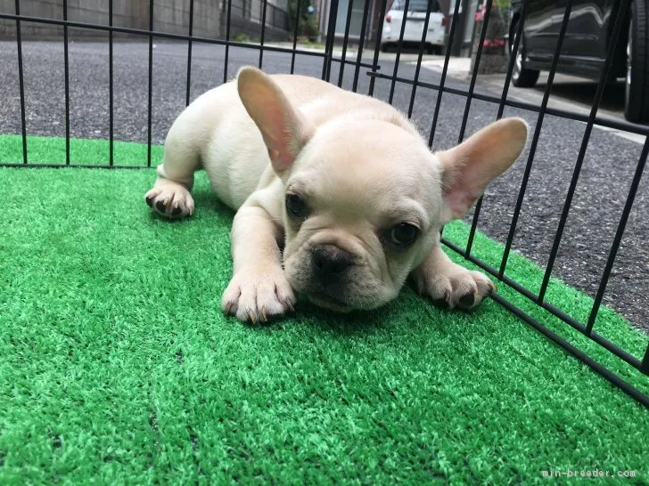 シャビのパパ 様のお迎えした子犬