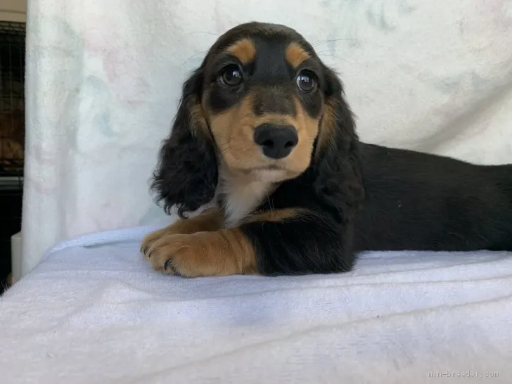 ID:2004-03110の子犬