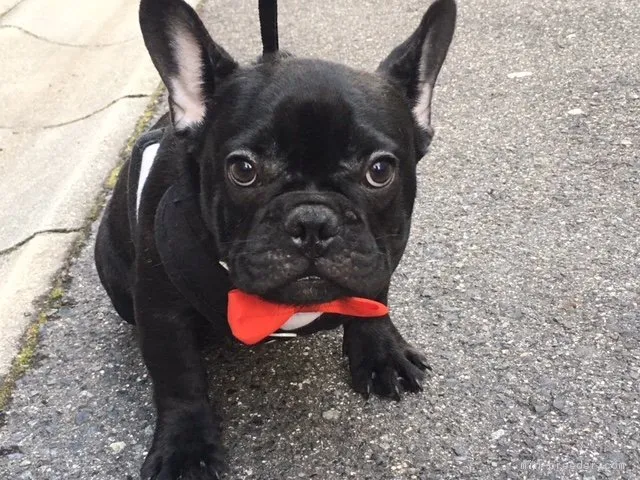 かおり 様のお迎えした子犬