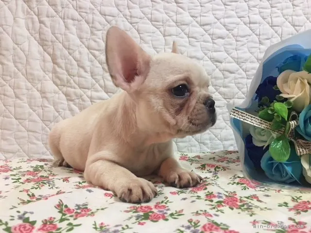 ID：1712-01215の子犬