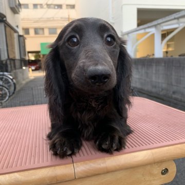 ミニチュアダックスフンド(ロング)【広島県・女の子・2019年6月17日・ソリッドブラック】の写真「レアカラーの女の子」