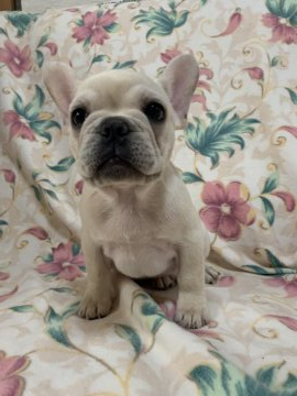 フレンチブルドッグ【広島県・男の子・2019年8月28日・クリーム】の写真「かわいい男の子」