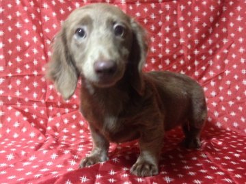 ミニチュアダックスフンド(ロング)【広島県・女の子・2015年7月13日・ソリッドイザベラ】の写真「」