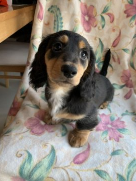 ミニチュアダックスフンド(ロング)【広島県・男の子・2020年1月28日・ブラックタン】の写真「かわいい男の子」