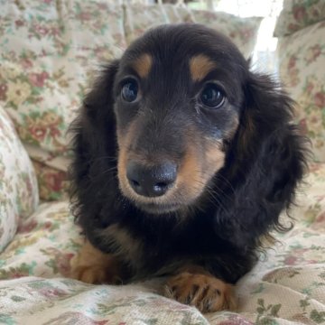 ミニチュアダックスフンド(ロング)【広島県・男の子・2024年7月13日・ブラックタン】の写真「ふわもこ童顔な男の子」