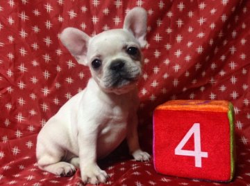 フレンチブルドッグ【広島県・女の子・2015年9月10日・クリーム】の写真「」