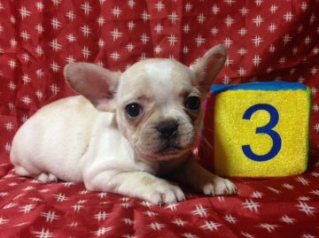 フレンチブルドッグ【広島県・女の子・2015年9月10日・ハニーパイド】の写真「」