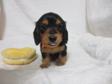 カニンヘンダックスフンド(ロング)【広島県・男の子・2015年3月27日・ブラックタン】の写真「」