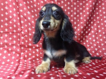 ミニチュアダックスフンド(ロング)【広島県・男の子・2015年7月27日・ブラッククリーム】の写真「」