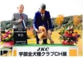 ミニチュアプードル【静岡県・男の子・2023年4月5日・アプリコット】の写真3「テーラーパパ」