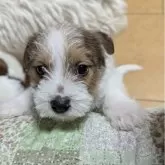 ジャックラッセルテリア【福岡県・男の子・2024年12月19日・ホワイト&タン】の写真1