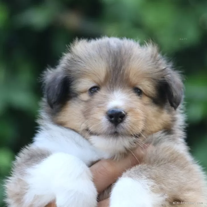 M.M. 様のお迎えした子犬
