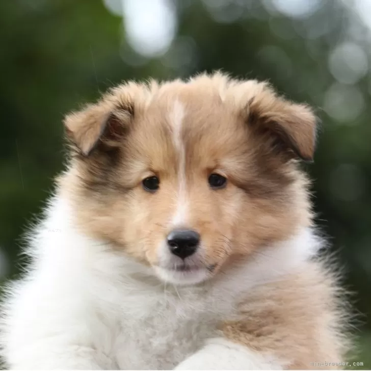 ID：2510-03143の子犬