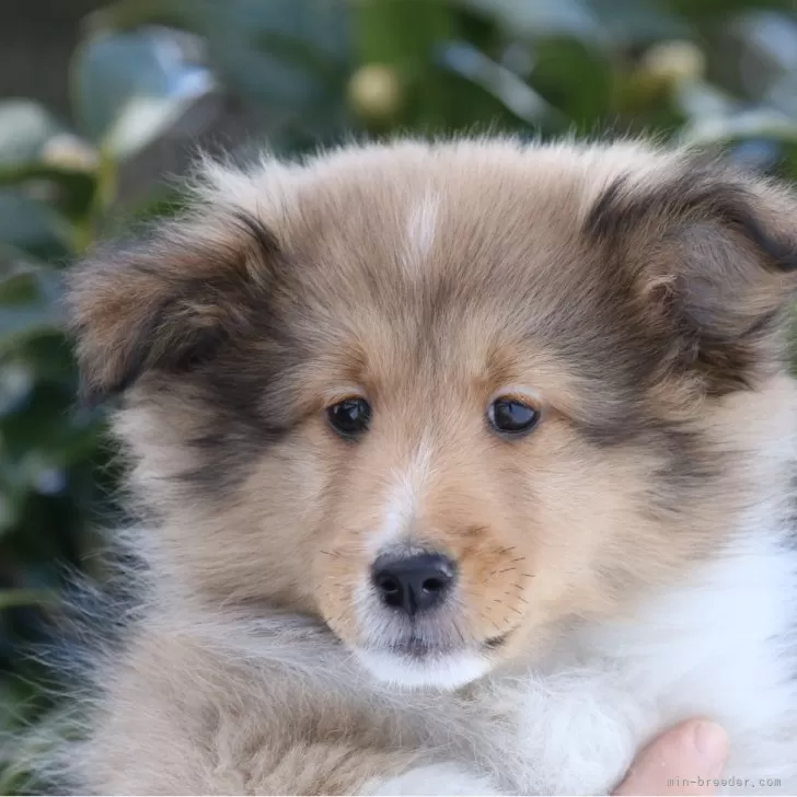 はこ 様のお迎えした子犬