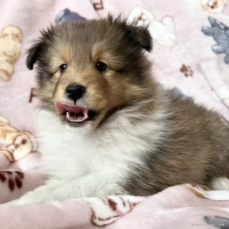 ID:2412-03274の子犬