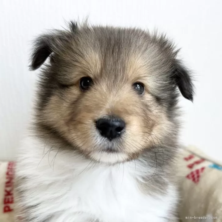 ID：2412-01141の子犬
