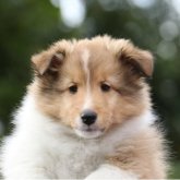 シェットランドシープドッグ